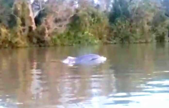1 delfin avistado delta (1)