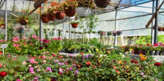 Escobar: La Fiesta Nacional de la Flor será bajo modalidad virtual con la participación de productores de todo el país