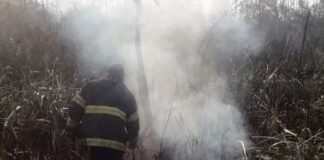 San Fernando: Bomberos extinguieron focos de incendios en el Delta