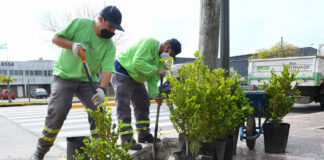 San Fernando: El Municipio plantó nuevos arbustos en la Ruta 202