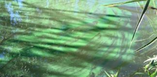 Cianobacterias: Alerta por el agua verde en el Delta del Tigre y en Puerto Madero