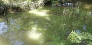 Cianobacterias: la directora general de Gestión Ambiental de Tigre advirtió que las aguas del río no son aptas para consumo ni uso recreativo
