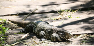 San Isidro: La Reserva Ecológica Municipal Ribera Norte vuelve a abrir sus puertas