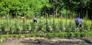 Escobar: La huerta agroecológica Municipal finalizó su quinta cosecha
