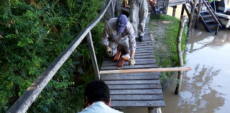 Tigre: El Municipio profundiza tareas de destronque, reparaciones de puentes y luminarias en el Delta