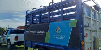 Escobar: La Municipalidad rescató y puso a resguardo a seis caballos que eran sometidos a maltrato