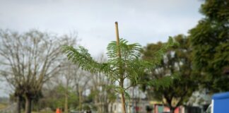 Tigre: Plantaron 100 árboles en las inmediaciones de la estación López Camelo en homenaje a fallecidos por el Covid-19