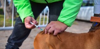 Escobar: En junio, el Hospital Municipal de Zoonosis vacunó contra la rabia a más de 2000 mascotas
