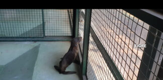 Tigre: Defensa Civil socorrió a un lobo de río que estaba varado en un zanjón
