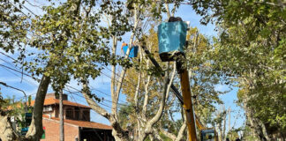 Tigre: Plan de Poda 2021, el Municipio ya intervino 1.600 árboles en centro