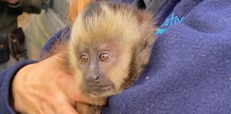 Escobar: Se rescató un mono caí, víctima del comercio ilegal de fauna silvestre