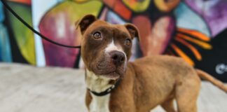 Escobar: La Municipalidad realizará un festival para concientizar sobre la importancia de la adopción y la tenencia responsable de mascotas