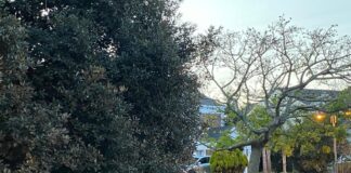 Nordelta: Carpinchos, en busca de una solución definitiva