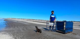 Tigre: Regresó al mar el lobo marino que apareció cerca de un arroyo