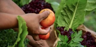 Escobar: El Influencer Felipe Castro de “Quiero Verde” realizará un curso de huerta agroecológica en el Polo de Educación Superior