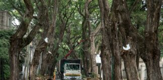 San Isidro: Destacaron el trabajo preventivo sobre el arbolado público