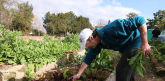 San Isidro: Las Huertas comunitarias producen conservas vegetales y las venden a los vecinos