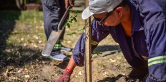 Escobar: La Municipalidad plantó 2.000 árboles autóctonos de la ecorregión en distintos puntos del distrito