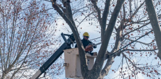San Isidro: El Municipio intervino en el cuidado de más de 60 mil árboles