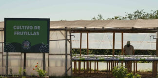 Escobar: La Municipalidad comenzó a producir frutillas en el Polo Ambiental de Maquinista Savio