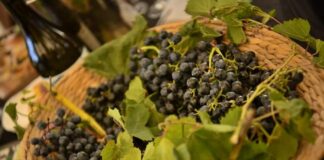 Malvinas: El “5to encuentro de Productores Vitivinícolas de Buenos Aires” se realizará en el Municipio