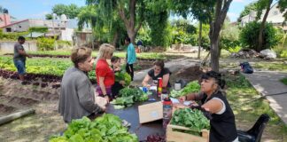 Tigre: “Cosecha lo que siembras”, primera cosecha de la Huerta Productiva Comunitaria