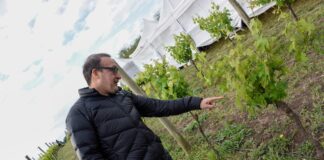 Se aprobó la Ley “Vino Buenos Aires”, impulsada por el senador provincial Luis Vivona