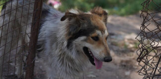 Escobar: Los perros rescatados en Ing. Maschwitz ya están en condiciones de ser adoptados