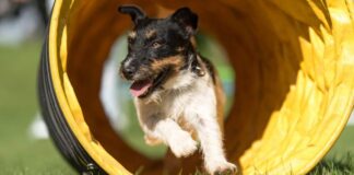 Vicente López: Se celebra el Día del Animal con un gran festival en la Costa