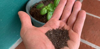 Escobar: Están disponibles los kits de semillas de la temporada otoño-invierno