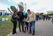 CABA: proponen una identificación única y una libreta sanitaria digital para perros y gatos